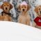 Snow Buddies: Cachorros en la nieve (2008)