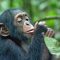 Disneynature: Chimpancés (2012)
