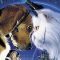 Como Perros y Gatos (2001)