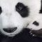 Disneynature: Nacido en China (2016)