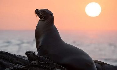Disneynature: Leones Marinos de las Galápagos (2025)